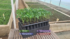 Rasad de Rosii Rila, Prekos, Kalina, Ardei, Castraveti | Rasaduri Legume