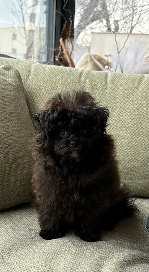 Poodle TOY Black  - imagine 2