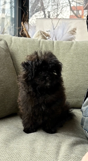 Poodle TOY Black  - imagine 3