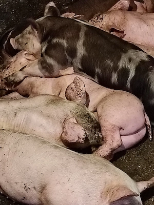 vind purcei  - imagine 2