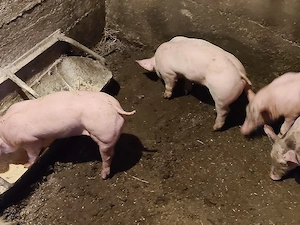 vind purcei  - imagine 3