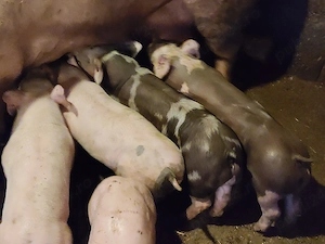 vind purcei  - imagine 4