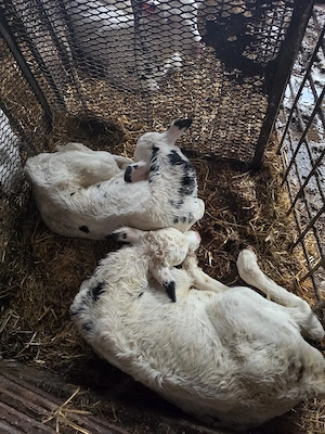 Vinde vițel  - imagine 2