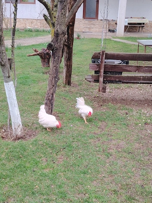 cocoșei chabo - imagine 3