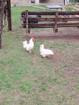 cocoșei chabo - imagine 4