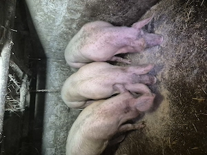 De vanzare crescuți bio