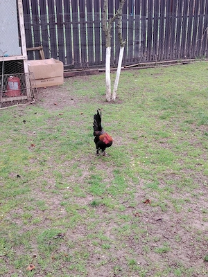 cocoșei chabo - imagine 2