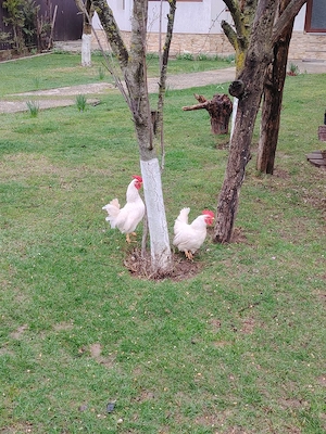 cocoșei chabo - imagine 5