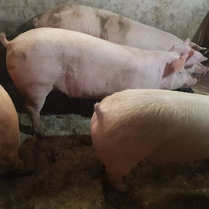 Porci de Carne de tăiat  - imagine 5