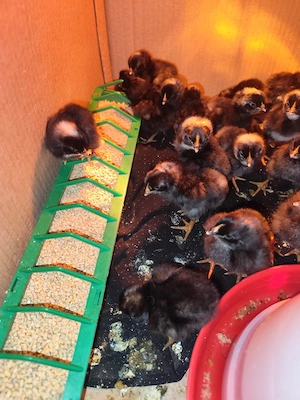 Pui Plymouth Rock Barat 