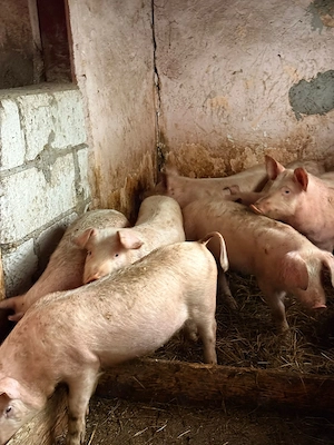 purcei de vânzare  - imagine 4