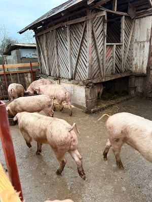 purcei de vânzare  - imagine 3