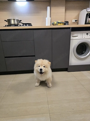 chow chow 4 luni - imagine 2