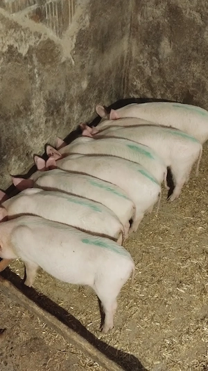 Vând purcei  - imagine 2