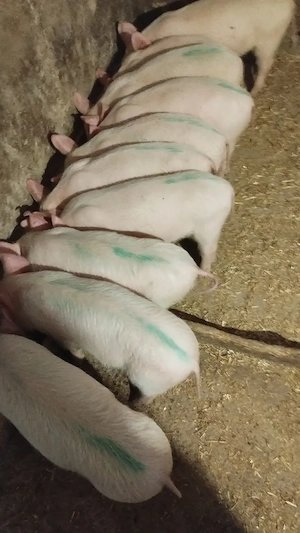 Vând purcei  - imagine 3