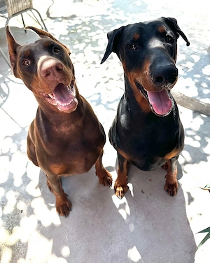 Pui Dobermann - imagine 5