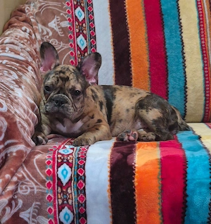 Bulldog francez femelă- sănătoasă și foarte frumoasă 