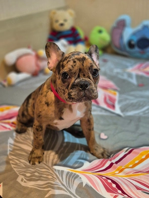 Bulldog francez femelă- sănătoasă și foarte frumoasă  - imagine 4