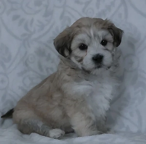 Bichon havanez fata și băiat - imagine 2