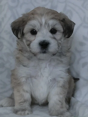 Bichon havanez fata și băiat