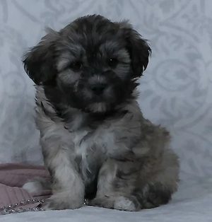 Bichon havanez fata și băiat - imagine 3