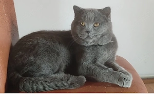 M o n t a motan british shorthair blue 