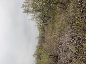 De vânzare teren în comuna Pișchia sat Bencecul de Jos - imagine 8