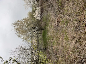 De vânzare teren în comuna Pișchia sat Bencecul de Jos - imagine 2