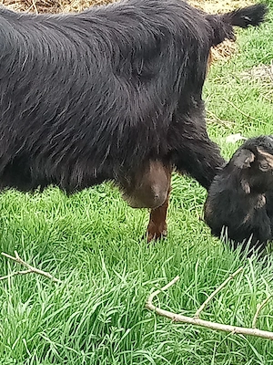 schimb capră cu iadă și un tapisor cu purcei pret toți 1400 lei - imagine 5