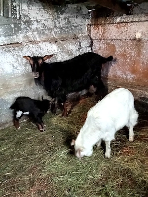 schimb capră cu iadă și un tapisor cu purcei pret toți 1400 lei - imagine 2