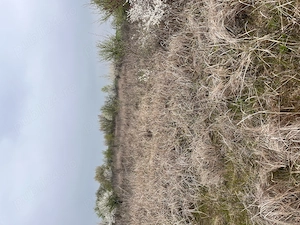 De vânzare teren în comuna Pișchia sat Bencecul de Jos