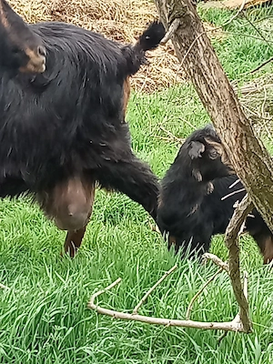 schimb capră cu iadă și un tapisor cu purcei pret toți 1400 lei - imagine 3