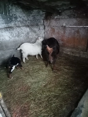 schimb capră cu iadă și un tapisor cu purcei pret toți 1400 lei