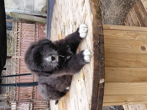 Vand fetita ciobanesc corb - imagine 2