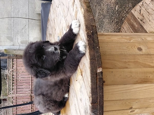 Vand fetita ciobanesc corb - imagine 3