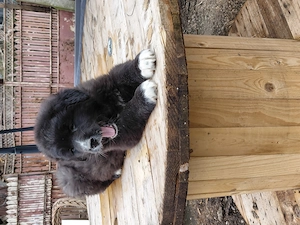 Vand fetita ciobanesc corb - imagine 5