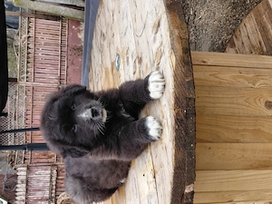 Vand fetita ciobanesc corb - imagine 4