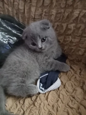 Vând pisici brithis sorthair blue