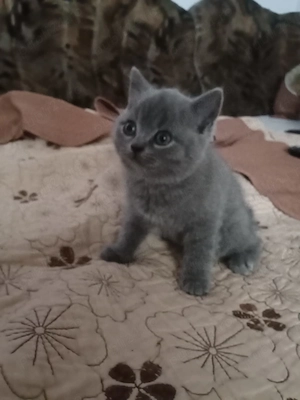 Vând pisici brithis sorthair blue