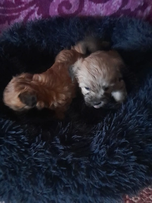 Catelusi dragalasi și iubitori! - imagine 2