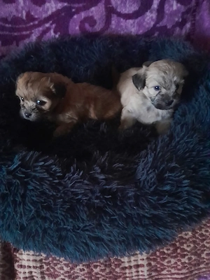 Catelusi dragalasi și iubitori! - imagine 3