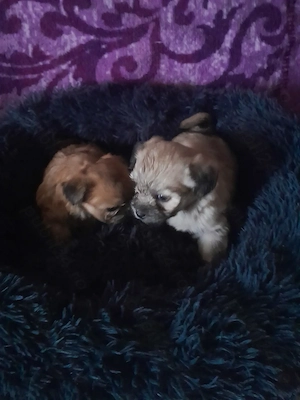 Catelusi dragalasi și iubitori!