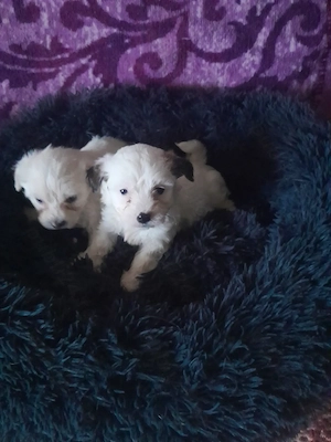 Catelusi,dragalasi și iubitoriii