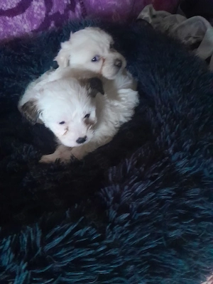 Catelusi,dragalasi și iubitoriii - imagine 3