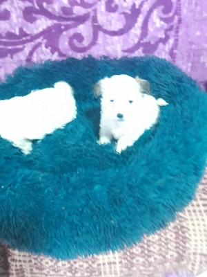 Catelusi,dragalasi și iubitoriii - imagine 2