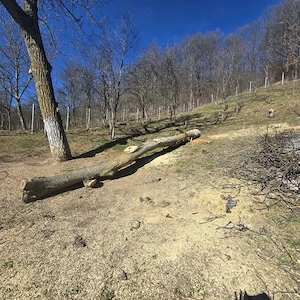 Trunchi de nuc de vanzare