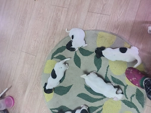 Jack Russell terrier par scurt băieți și fete