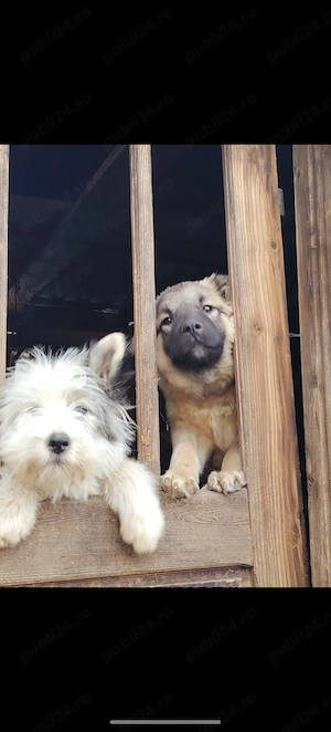 Catelusa Kangal în vârstă de 9 luni  - imagine 3