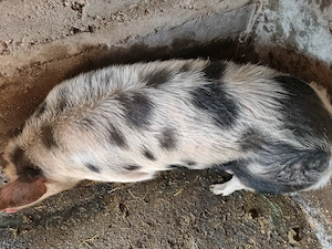 Porc de vânzare  - imagine 2