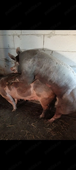 Vier Pietrain Belgian 200+kg - imagine 2